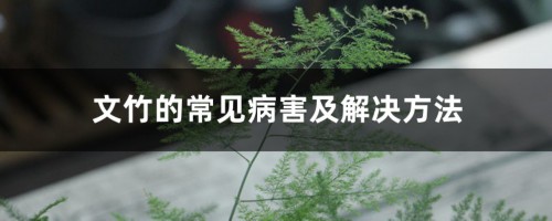 文竹的常见病害及解决方法