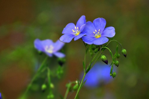 冬季花卉浇水方法